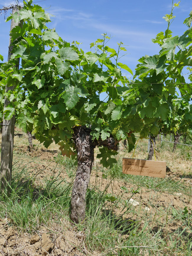 Виноградник на урожай